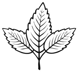 Fototapeta premium Black and white leaf illustration, decorative plant design, botanical art
