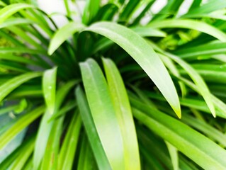 Fototapeta premium Close up of vibrant fresh green plant leaves providing natural background.