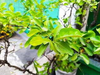 Obraz premium Vibrant green leaves on a plant, fresh natural beauty in an outdoor setting.