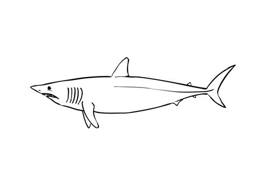 Shortfin mako shark side view ink brush vector illustration