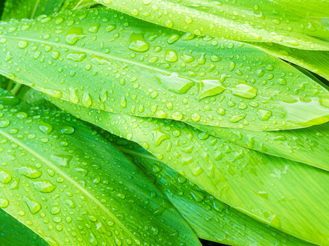 Drop water on green leaf background, rain on plant abstract dew leaves, clean nature fresh sping season, environment ecosystem change concept
