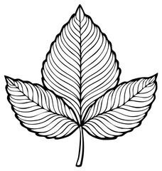 Fototapeta premium Botanical outline drawing of a three-lobed leaf with intricate vein patterns