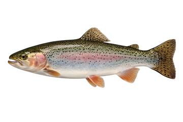 Obraz premium Rainbow Trout Fish Isolated on White Background with Natural Colors