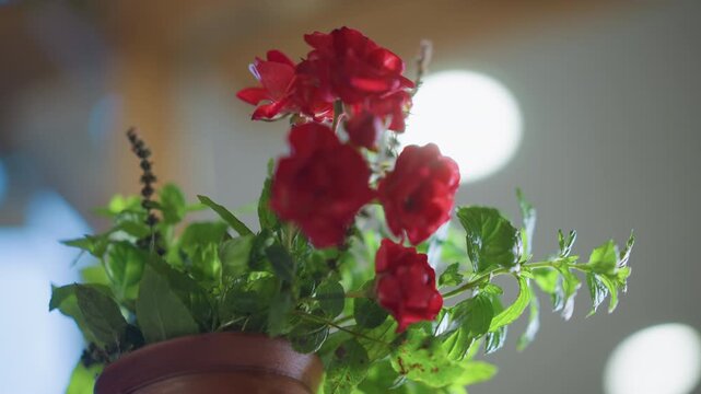 Warm evening kitchen illumination. Charming rustic centerpiece with soft glow. Enchanting homey atmosphere featuring radiant red rose in ceramic pot illuminated by gentle overhead lighting