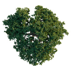 Obraz premium Aerial view of lush green Corymbia ficifolia tree canopy isolated on black background.
