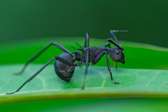 Armed Spiny Ant (Polyrhachis armata) on a Green Leaf