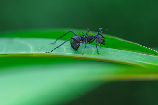 Armed Spiny Ant (Polyrhachis armata) on a Green Leaf