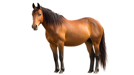 Obraz premium horse isolated on white background