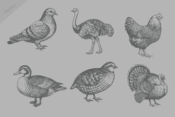 Fototapeta premium Realistic vintage sketch animal set illustration. engraving style Ostrich, Pigeon, Quail, Turkey, Duck, Chicken Hand drawn graphic picture. Digital sketches of animals and bird.