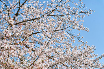 Fototapeta premium Close upward view of cherry blossom branches against a vivid blue spring sky