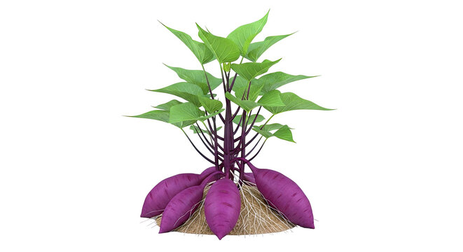 Sweet Potato Plant with Roots and Tubers