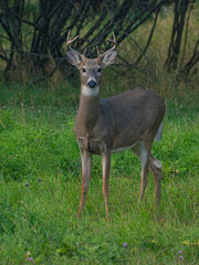 Obraz premium Close view of white tail deer in US.