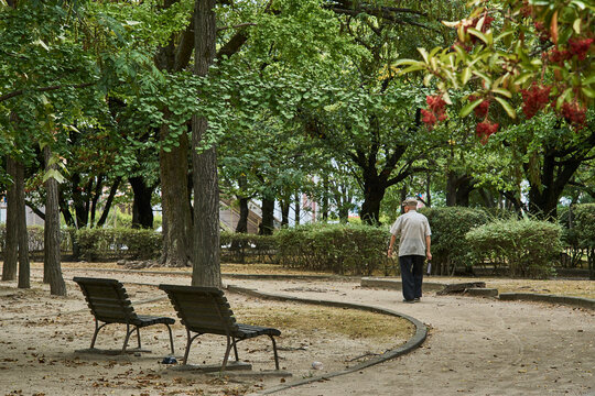 Quiet city park with benches, paths and shade trees in a calm urban green space