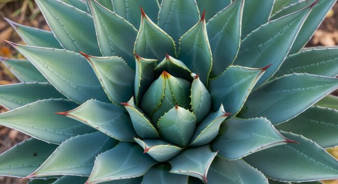 A striking overhead close-up reveals the beautiful blue-green hues and symmetrical rosette pattern of a healthy agave plant thriving outdoors.