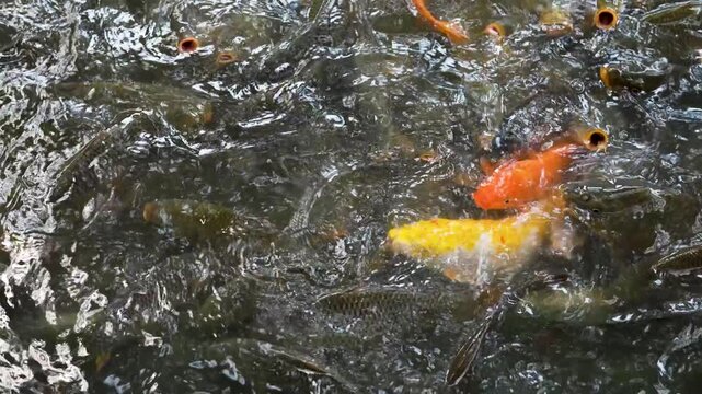 Many different carp fishes floating in pool and crowding together asking for food from tourists, hundreds of koi fish competing for food, traditional touristic leisure activity feeding fishes in pond.
