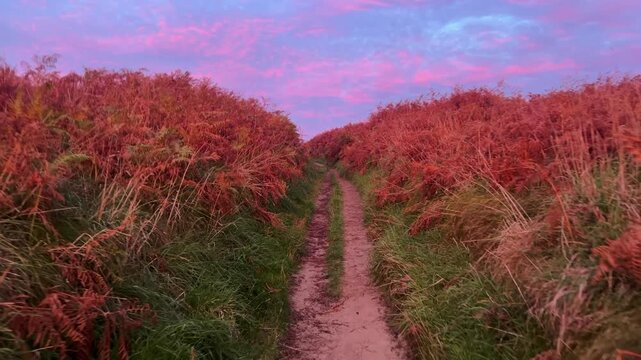 NAture and scenic view of sunrise on french coast.Surreal view of handheld camera moving through tall orange and green grass,Bright colorful morning