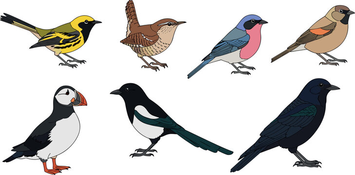 Wild and woodland birds set including warbler wren finch puffin magpie and raven vector illustration