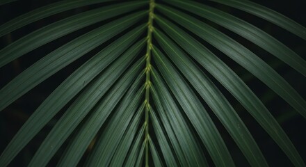 Fototapeta premium A perfectly symmetrical close-up captures the deep green central spine and radiating fronds of a tropical palm leaf, creating a natural and harmonious pattern.