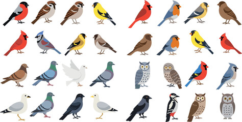 Large colorful bird species collection featuring songbirds pigeons owls woodpecker and garden wildlife vector set © MdMojnu