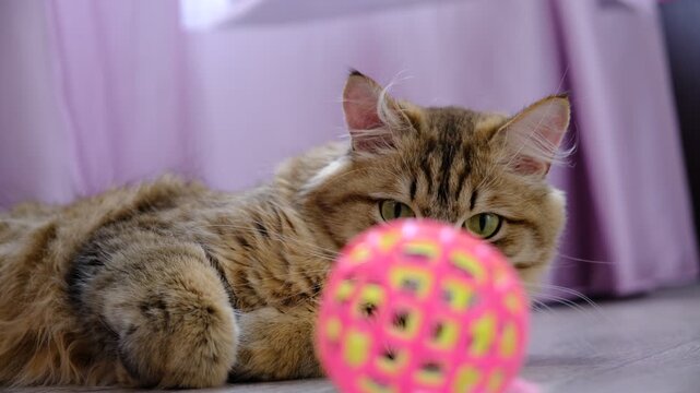 Tabby cat lay loose, lounging comfortably. Relaxing,lazy, boredom, hypodynamia