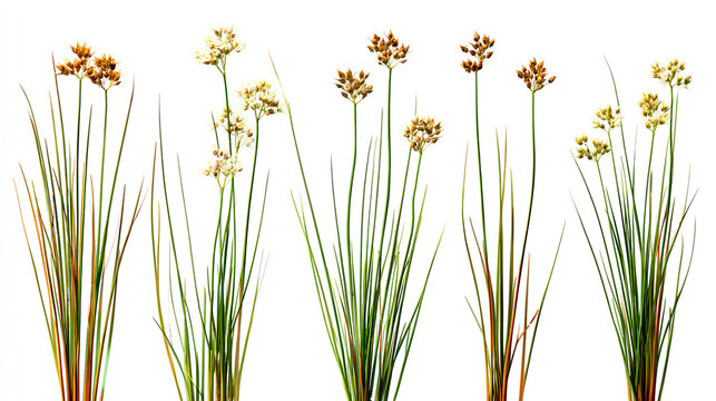 Set of Juncus effusus (common names common rush or soft rush) isolated on a white background background perfectly cutout high resolution Stock Illustration 