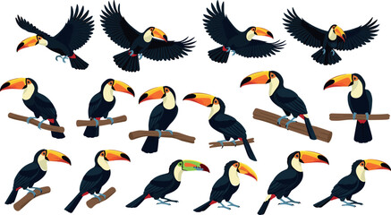 Set of Cartoon Toucan Birds in Different Poses and Flying for Animal and Nature Illustrations © MdMojnu