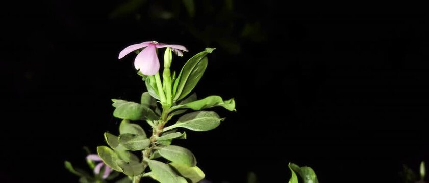 Pink Four O Clock Flowers video with Black background.