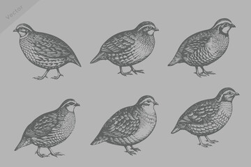Obraz premium engraving style Quail illustration. vintage style Quail vector