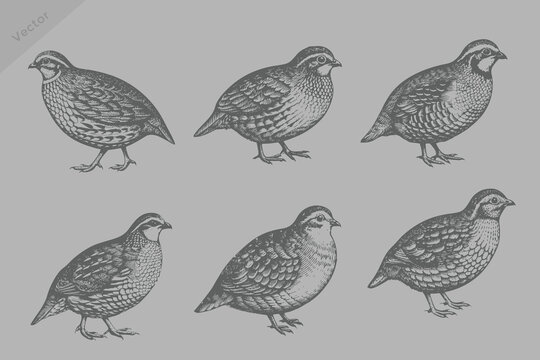 engraving style Quail illustration. vintage style Quail vector
