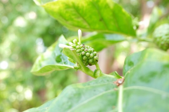 Morinda citrifolia fruit growing on tropical tree
