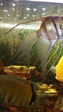 Exotic aquarium fish, including angelfish and golden severum, swimming in a freshwater tank with decor and plants., fish in aquarium