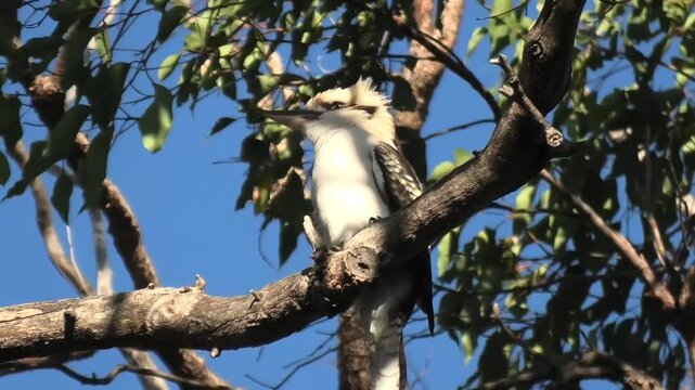 kookaburra on Branch 