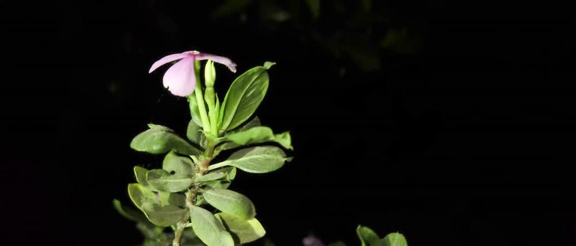 Pink Four O Clock Flowers video with Black background.