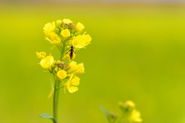Obraz premium 鮮やかな黄色の菜の花畑と春の風景。接写した花と背景のボケが美しい自然のイメージ素材。春の訪れを感じさせる明るい雰囲気の植物、花びら、昆虫、風景のコレクション。