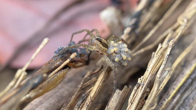 Wolf Spider Mother Carrying Spiderlings on Her Back