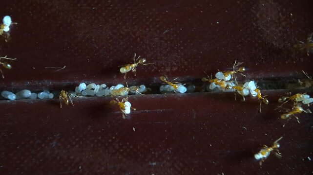 Red Ant Colony Moving Eggs and Larvae in the floor- Macro Close-up Footage