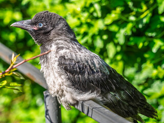 Obraz premium A crow chick, a small crow has fallen out of its nest and is sitting scared on a branch near the ground.