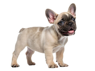 Fototapeta premium a french bulldog puppy sitting on a transparent background