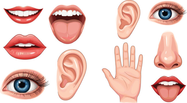 Human Body Parts Collection with Eyes, Ears, Nose, Mouth and Hand, Realistic Anatomy Elements Set for Medical and Education Vector Illustration