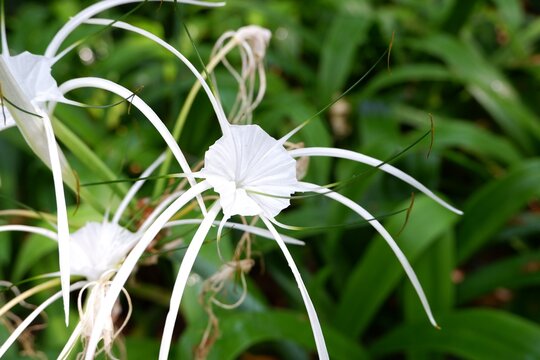 Pristine white bloom of Hymenocallis littoralis, featuring a delicate staminal cup (corona) and six extremely long, spider-like perianth segments.