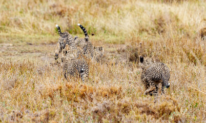 East African cheetah cubs or Acinonyx jubatus  together playing with four tail white tips showing as they run away in savannah of Serengeti, in savannah of Serengeti, © Brian Scantlebury
