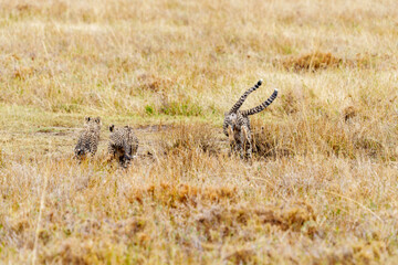 East African cheetah cubs or Acinonyx jubatus  together playing in savannah of Serengeti, © Brian Scantlebury