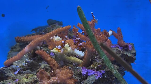 Nano Aquarium Dancer Shrimp (Thor amboinensis); 4K Underwater Coral Reef Fish Tank