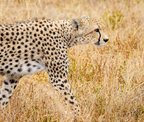 East African cheetah or Acinonyx jubatus stalking in in savannah of Serengeti, © Brian Scantlebury
