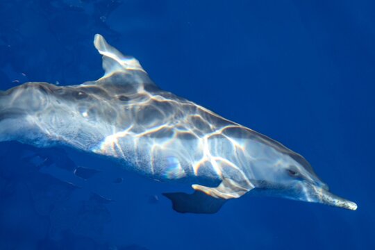 dolphin swimming underwater