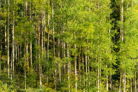 USA, Colorado, San Juan National Forest.  Forest of aspen trees, south of Silverton on State Route 550.