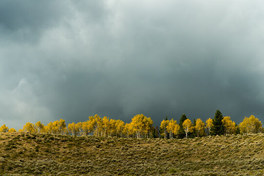 USA, Wyoming.  Trees on a ridge with brooding sky.  beside hwy 189 north of Daniel, south of Jackson Hole