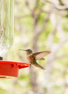 USA, Arizona, Sierra Vista.  Huachuca Mountains.  Miller Canyon.  Hummingbird perched on a feeder.