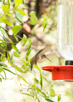 USA, Arizona, Sierra Vista, Huachuca Mountains, Miller Canyon.  Hummingbird visiting a feeder.