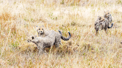 Four East African cheetah cud or Acinonyx jubatus playing in savannah grass of Serengeti, © Brian Scantlebury